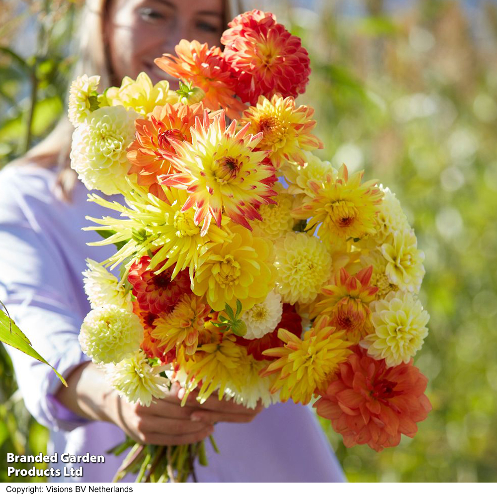 Dahlia 'Sunshine Bouquet Mix' image