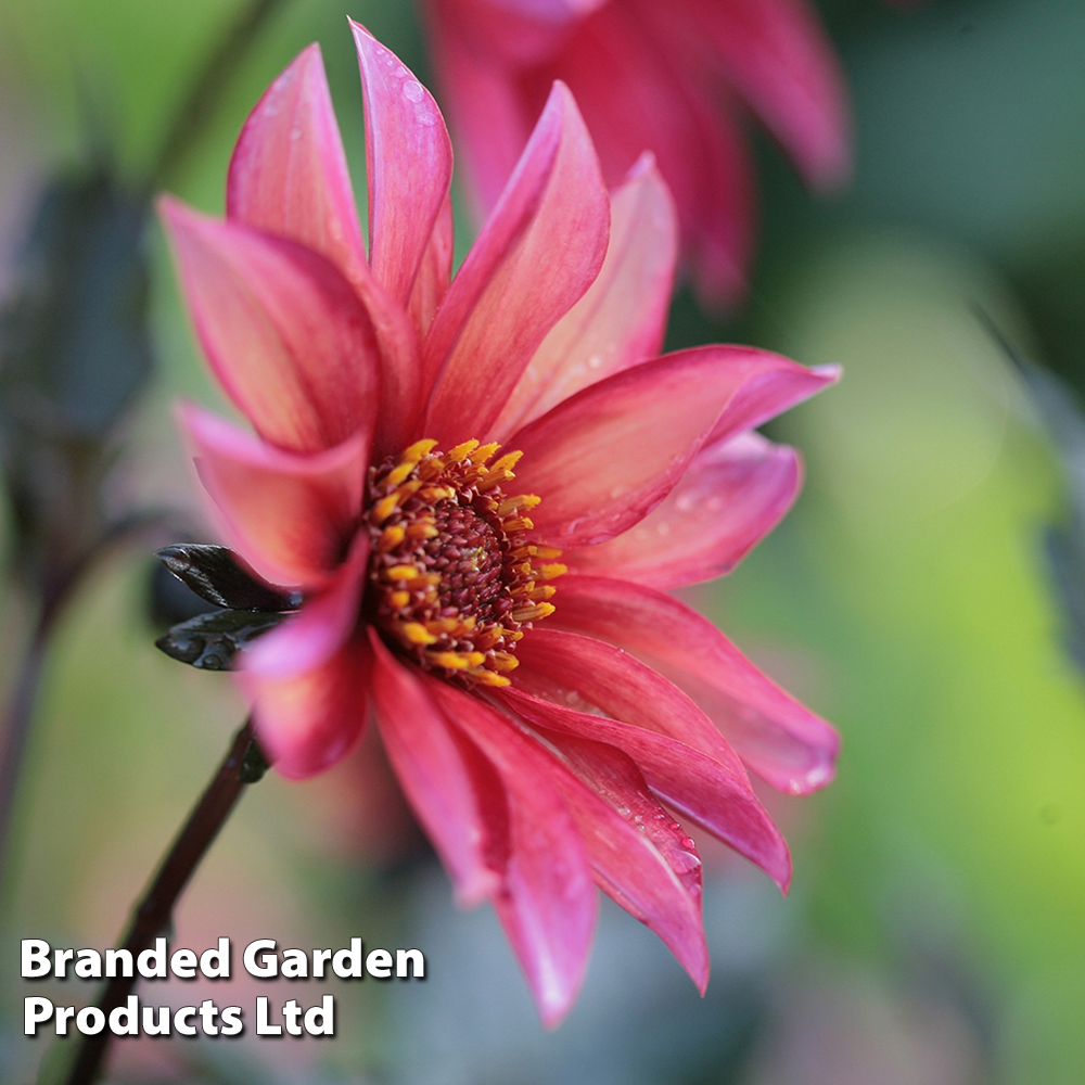 Dahlia 'Waltzing Mathilda' image