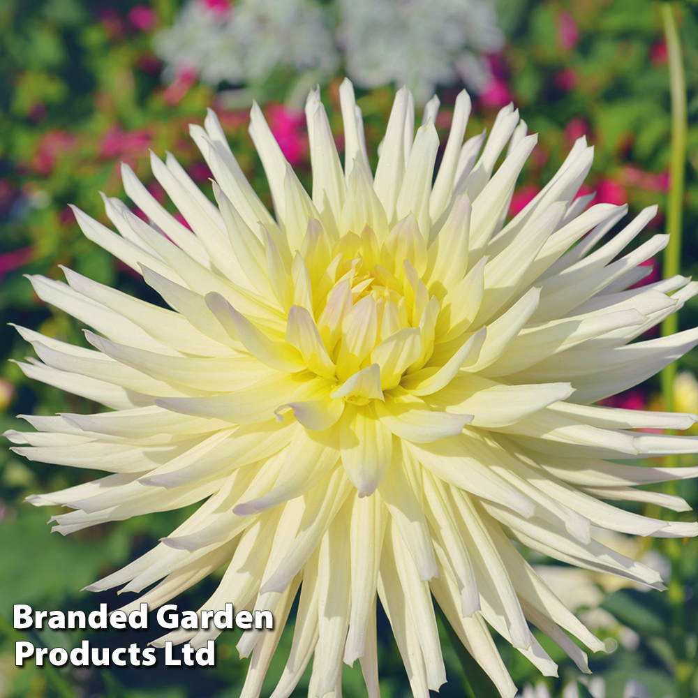 Dahlia 'Yellow Star' image