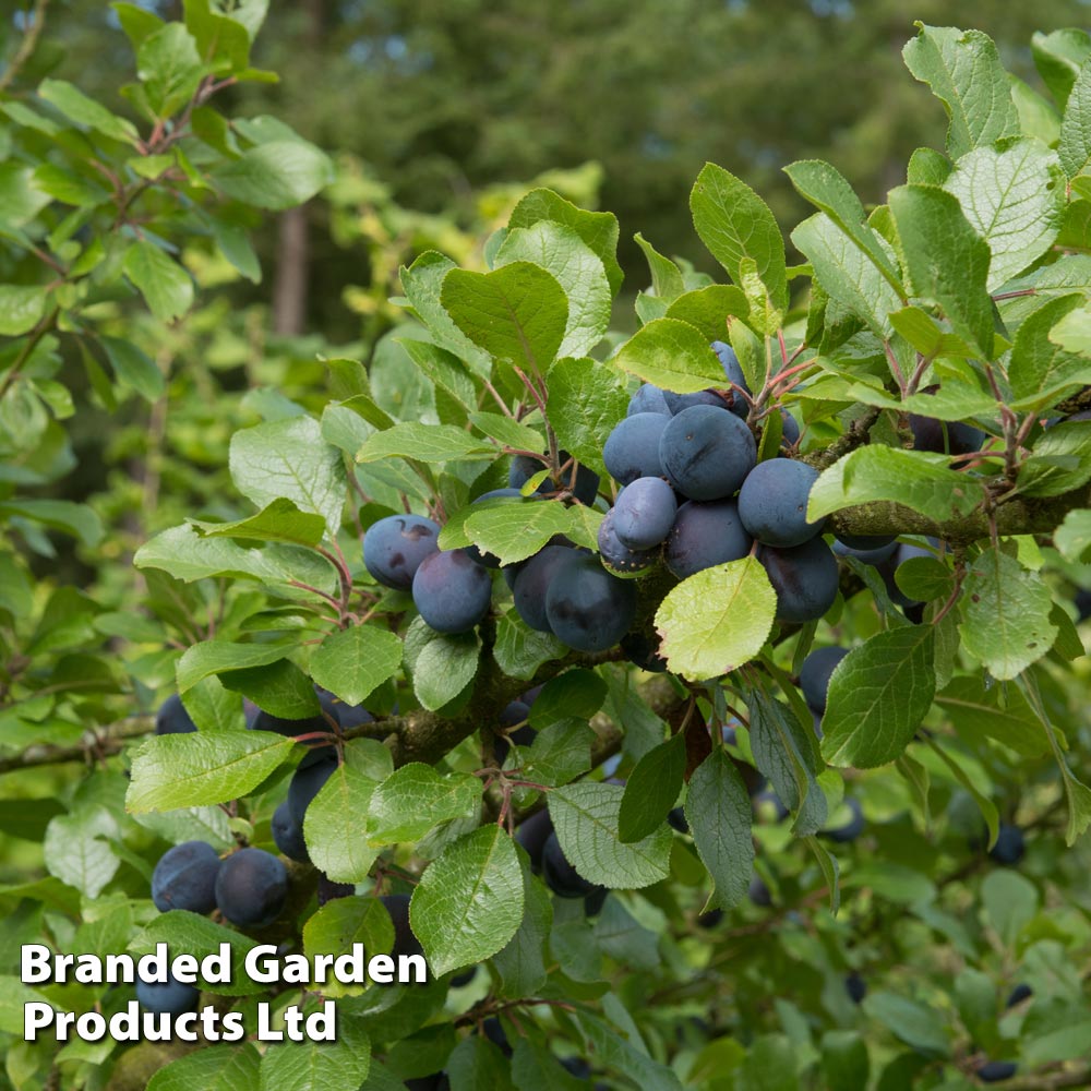 Damson 'Farleigh' | Dobies