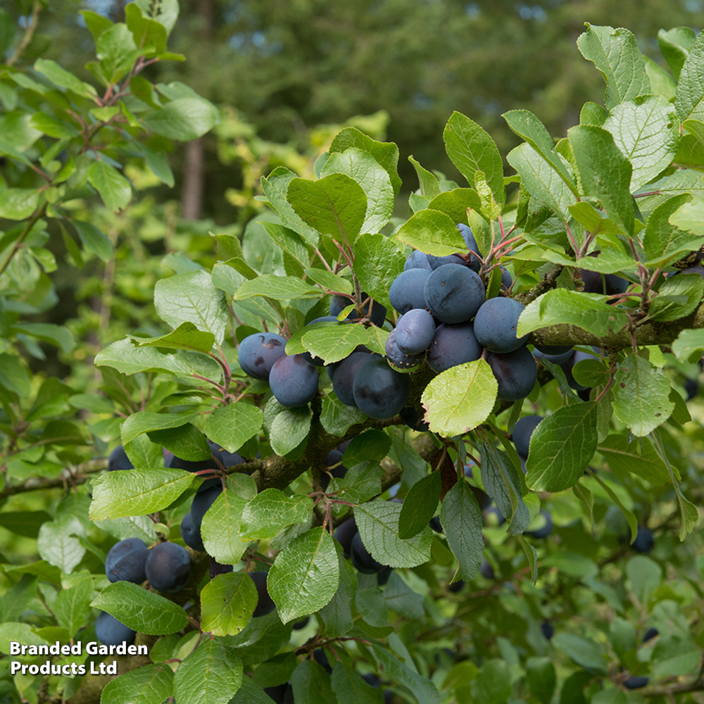 Damson 'Farleigh' image