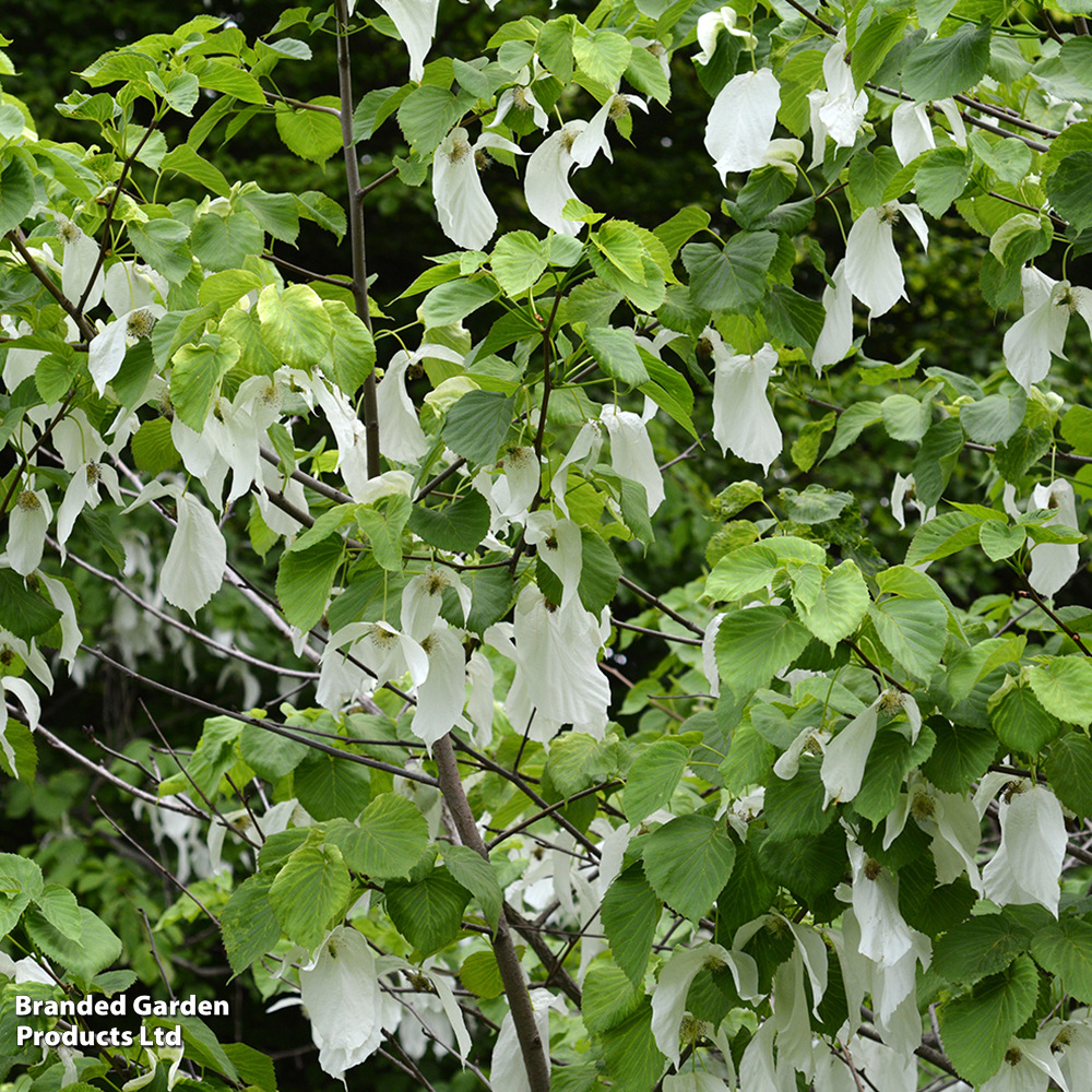 Davidia involucrata var. vilmoriniana image