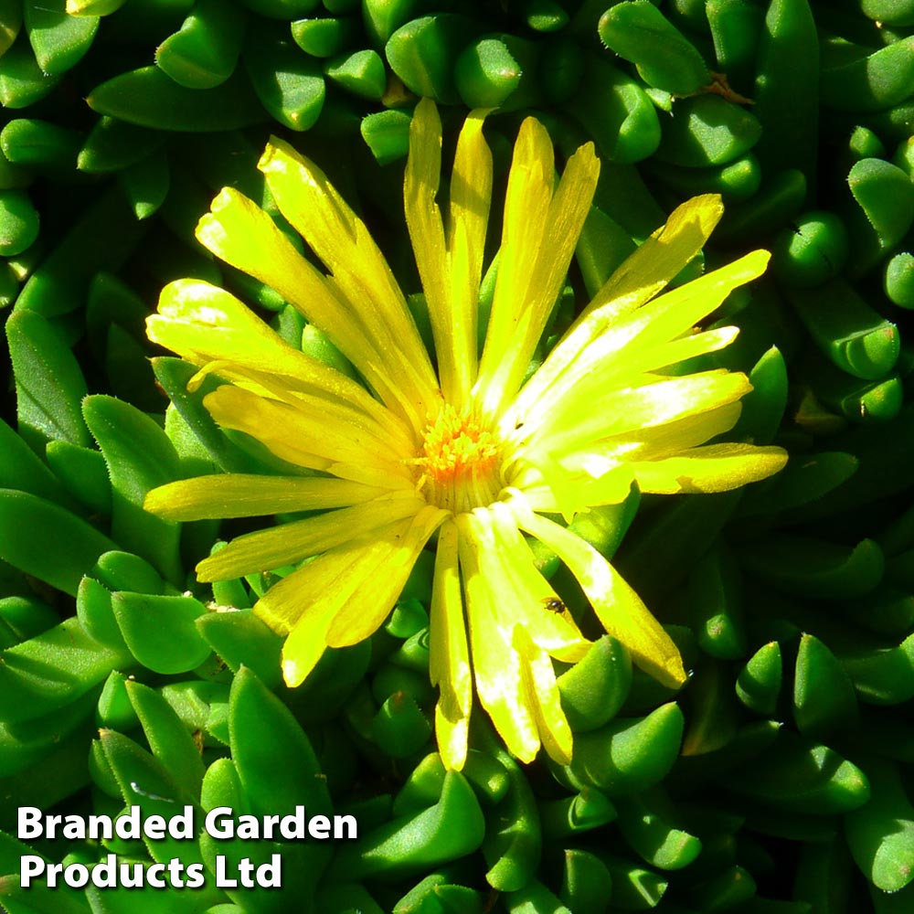 Delosperma congestum 'Yellow' image