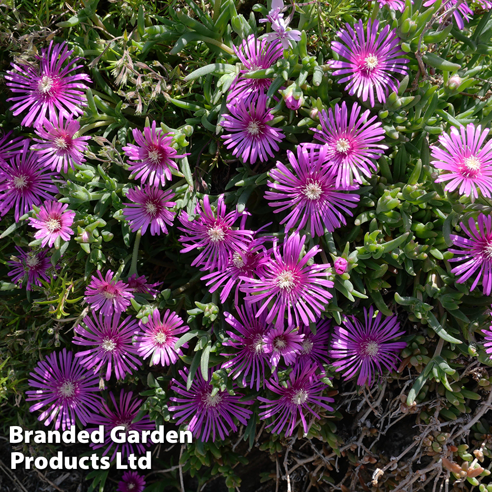 Delosperma Hardy Collection image