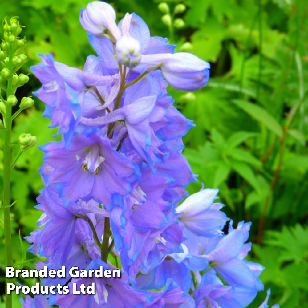 Delphinium Magic Fountain Sky Blue image