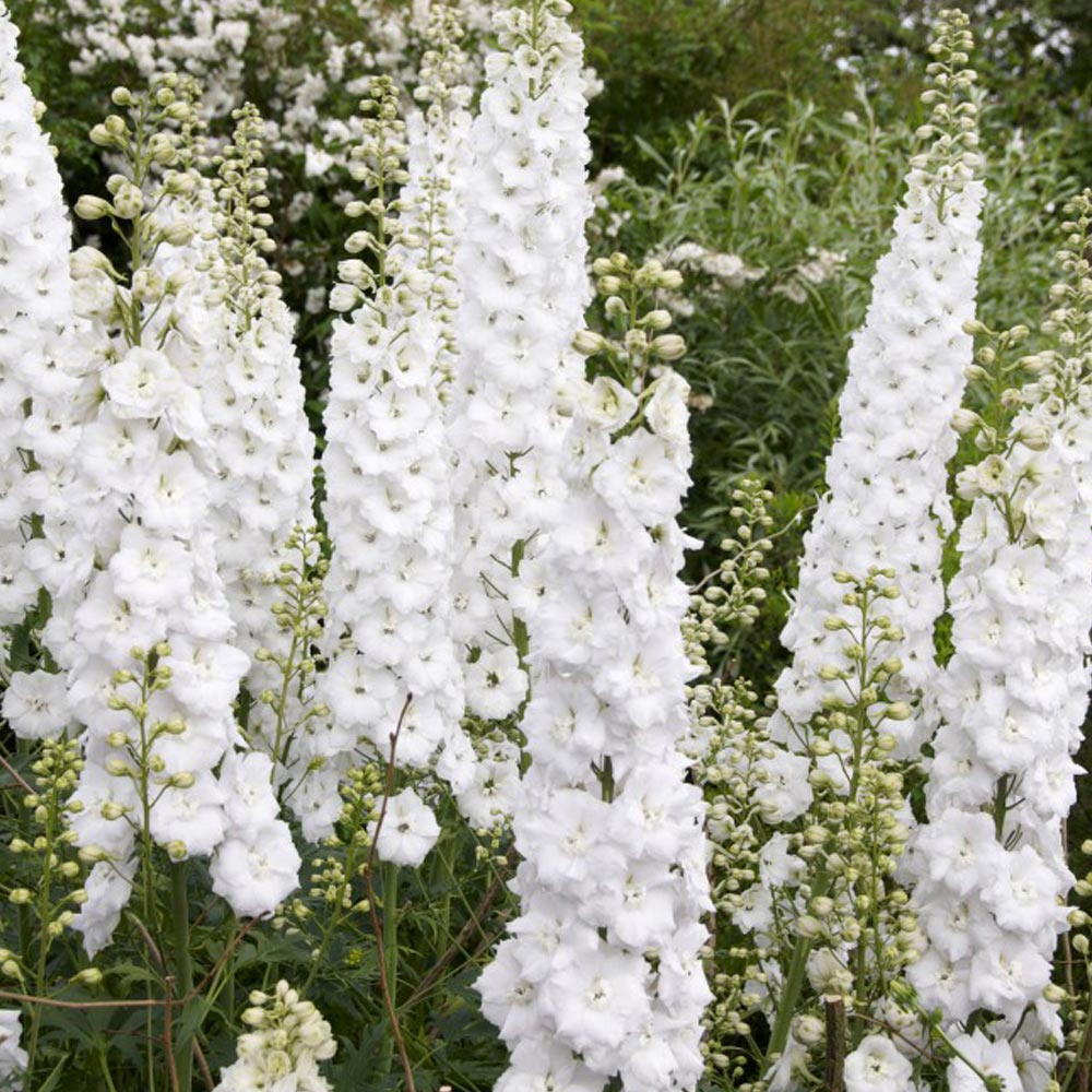 Delphinium Galahad image