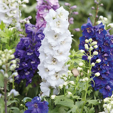 Delphinium 'Magic Fountains Mixed' image