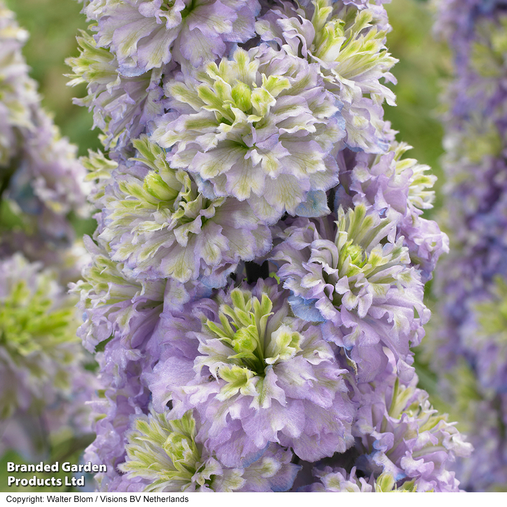 Delphinium elatum 'Highlander Crystal Delight' image