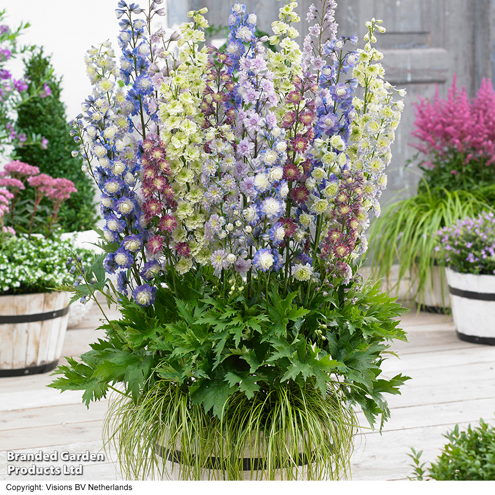 Delphinium 'Double Highlander Mix' image