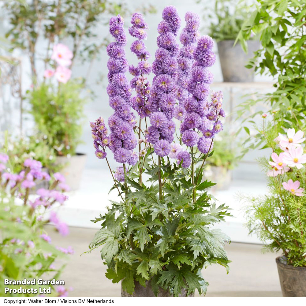 Delphinium elatum 'Highlander Purple Surprise' image