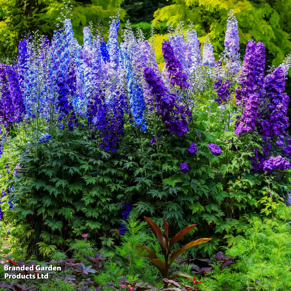 Delphinium 'Pacific Giants Mixed' image