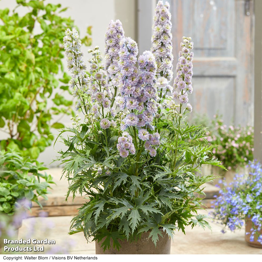 Delphinium elatum 'Highlander Rainbow Sensation' image