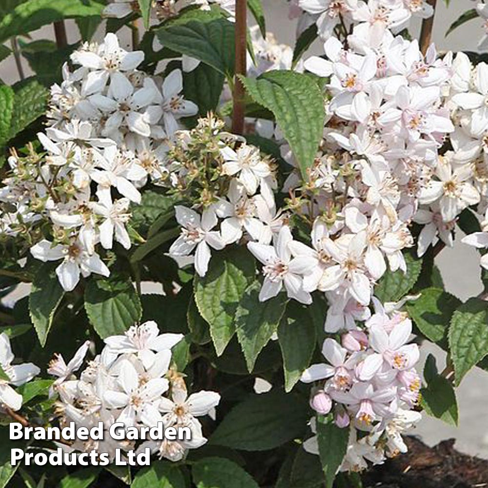 Deutzia x hybrida 'Mont Rose' image