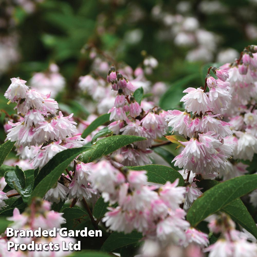 Deutzia crenata 'Pride of Rochester' image