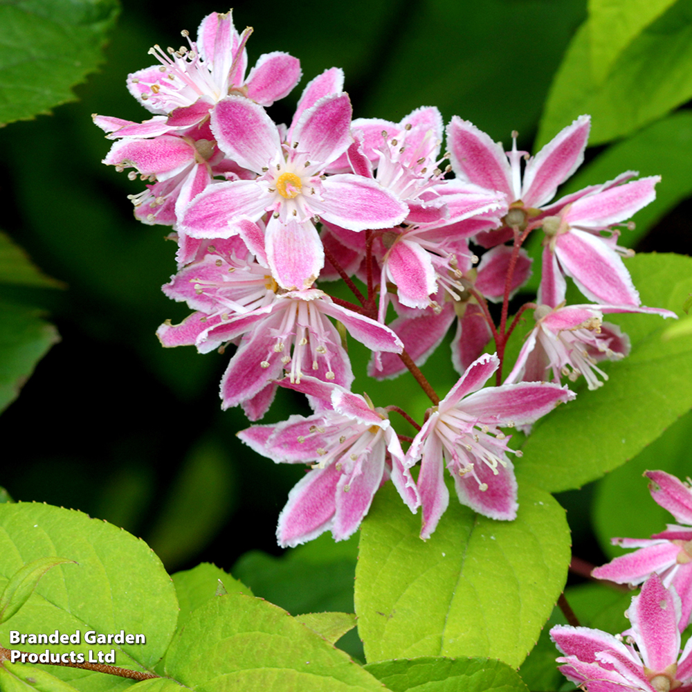 Deutzia × rosea 'Yuki Cherry Blossom' image