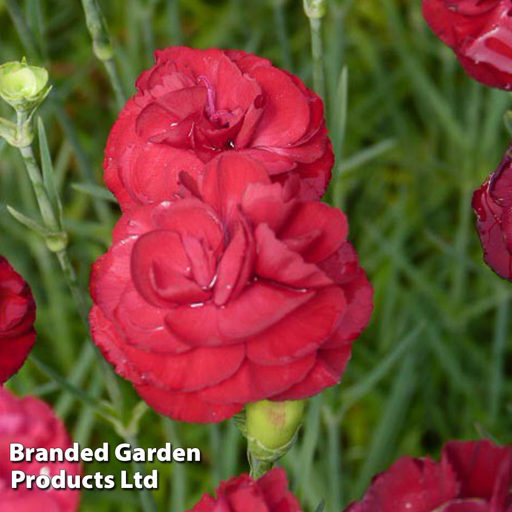 Dianthus Scent First Passion image