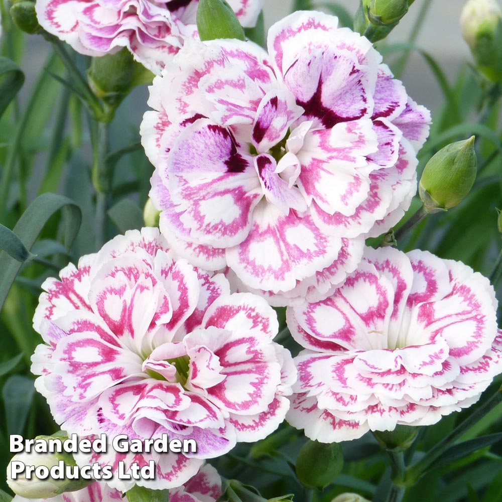 Dianthus 'Capitan Marco' image