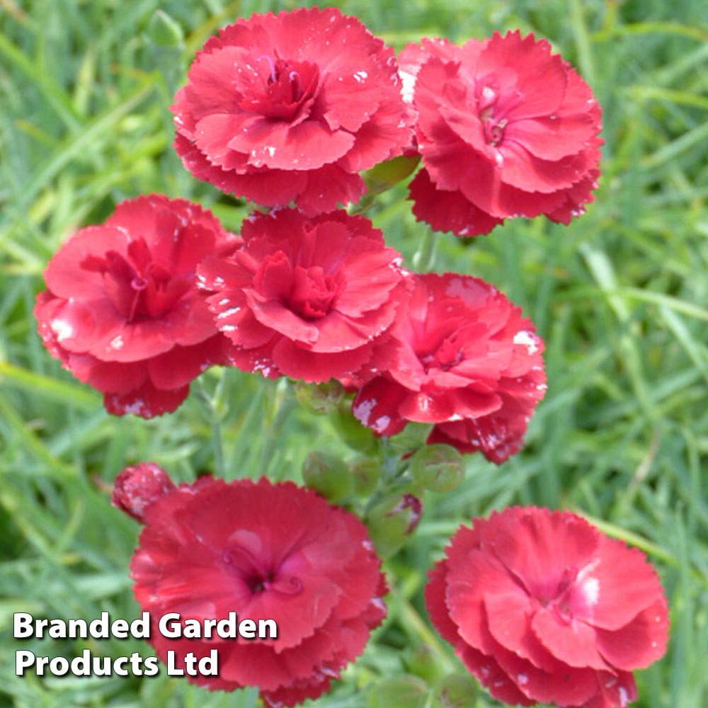 Dianthus 'Houndspool Cheryl' image