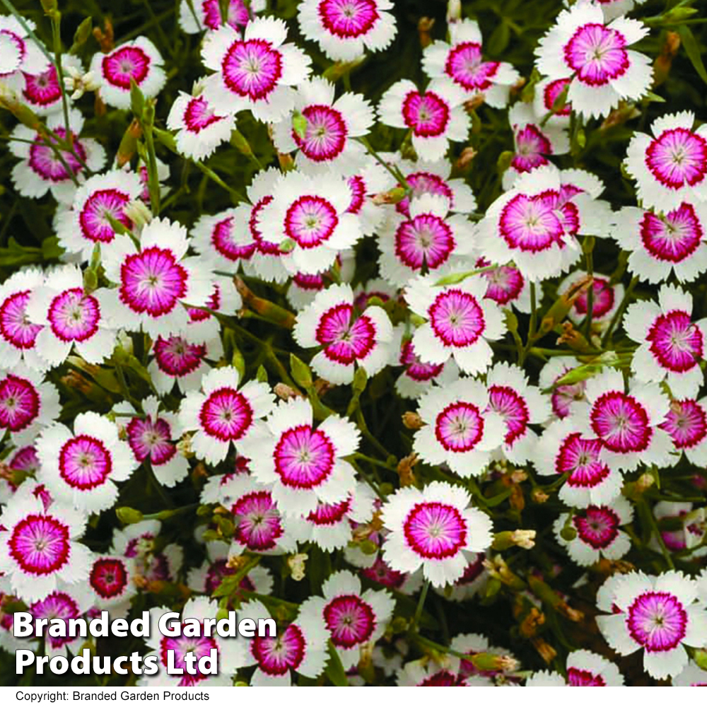 Dianthus deltoides 'Arctic Fire' image