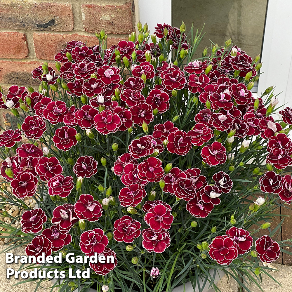 Dianthus 'Bicolor Burgundy' image