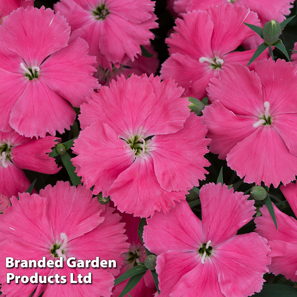 Dianthus 'Vivid Bright Light' image