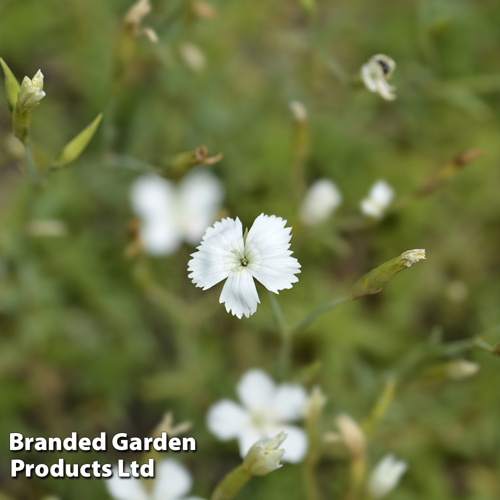 Dianthus deltoides 'Albus' image