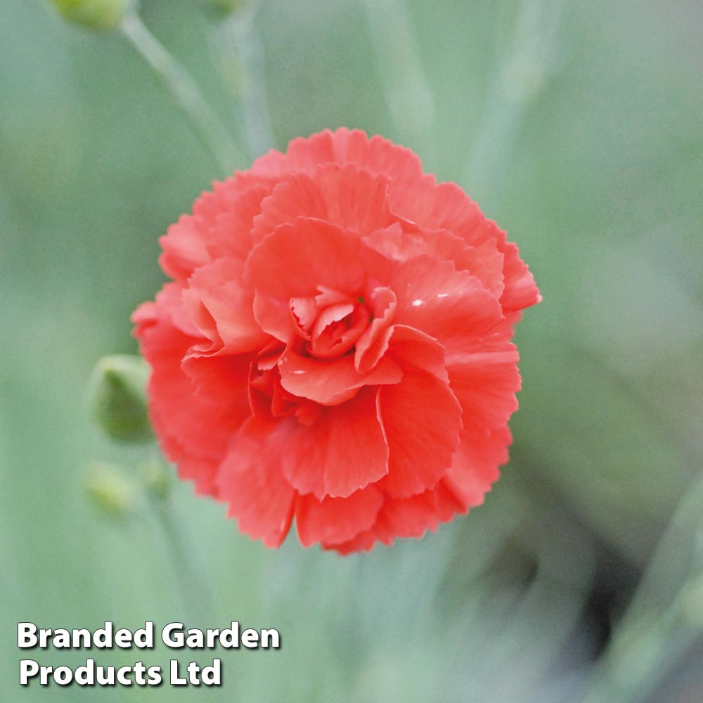 Dianthus 'Diane' image