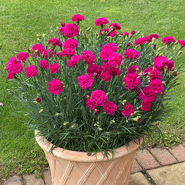 Dianthus 'Neon Pink' image