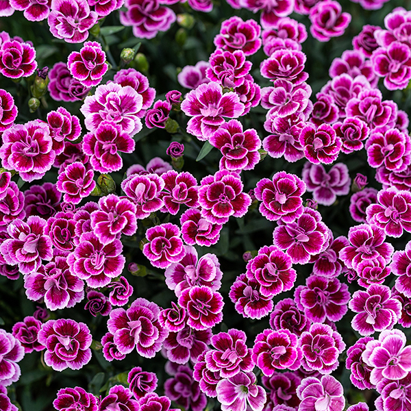 Dianthus 'Pink Kisses' image