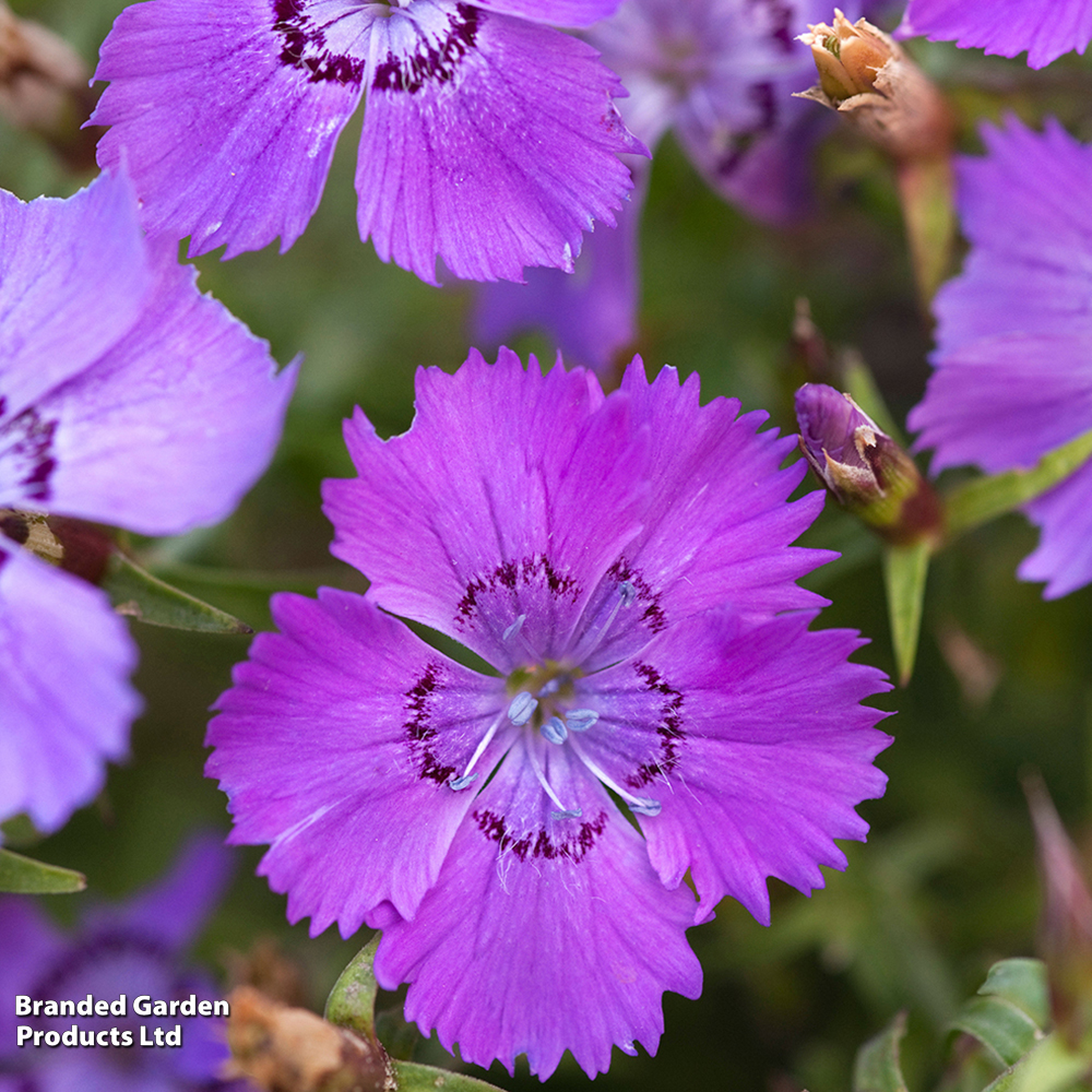 Dianthus 'Russian Skies' image