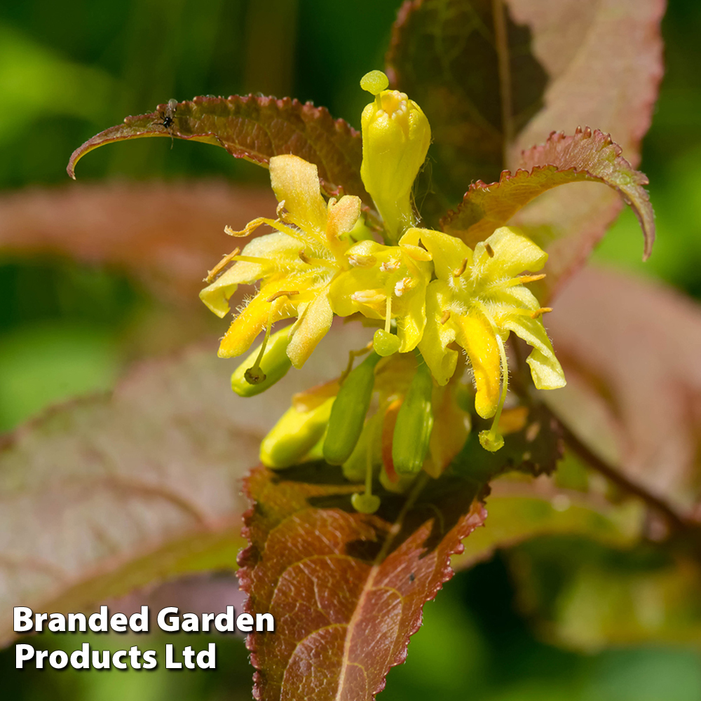 Diervilla splendens image