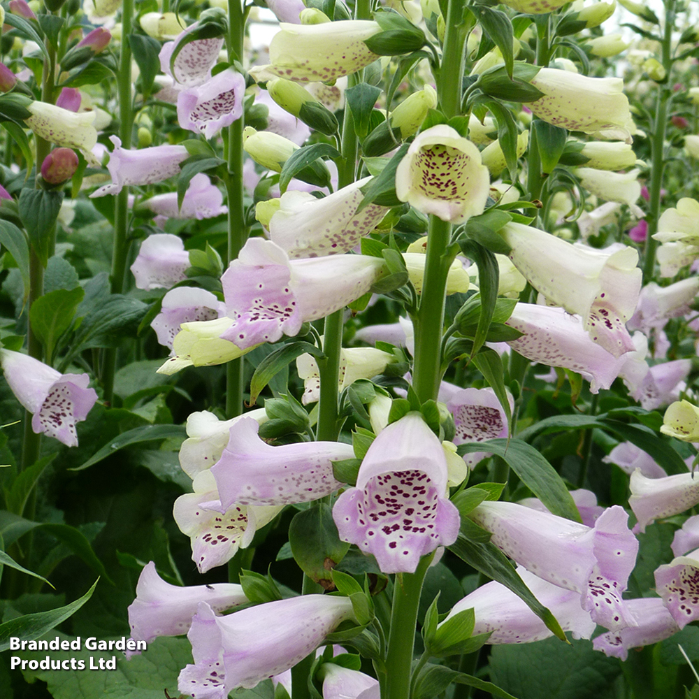 Foxglove 'Camelot Lavender' image