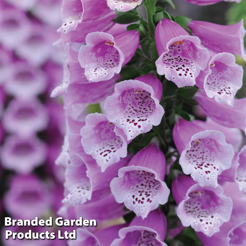 Foxglove 'Dalmation Purple' image