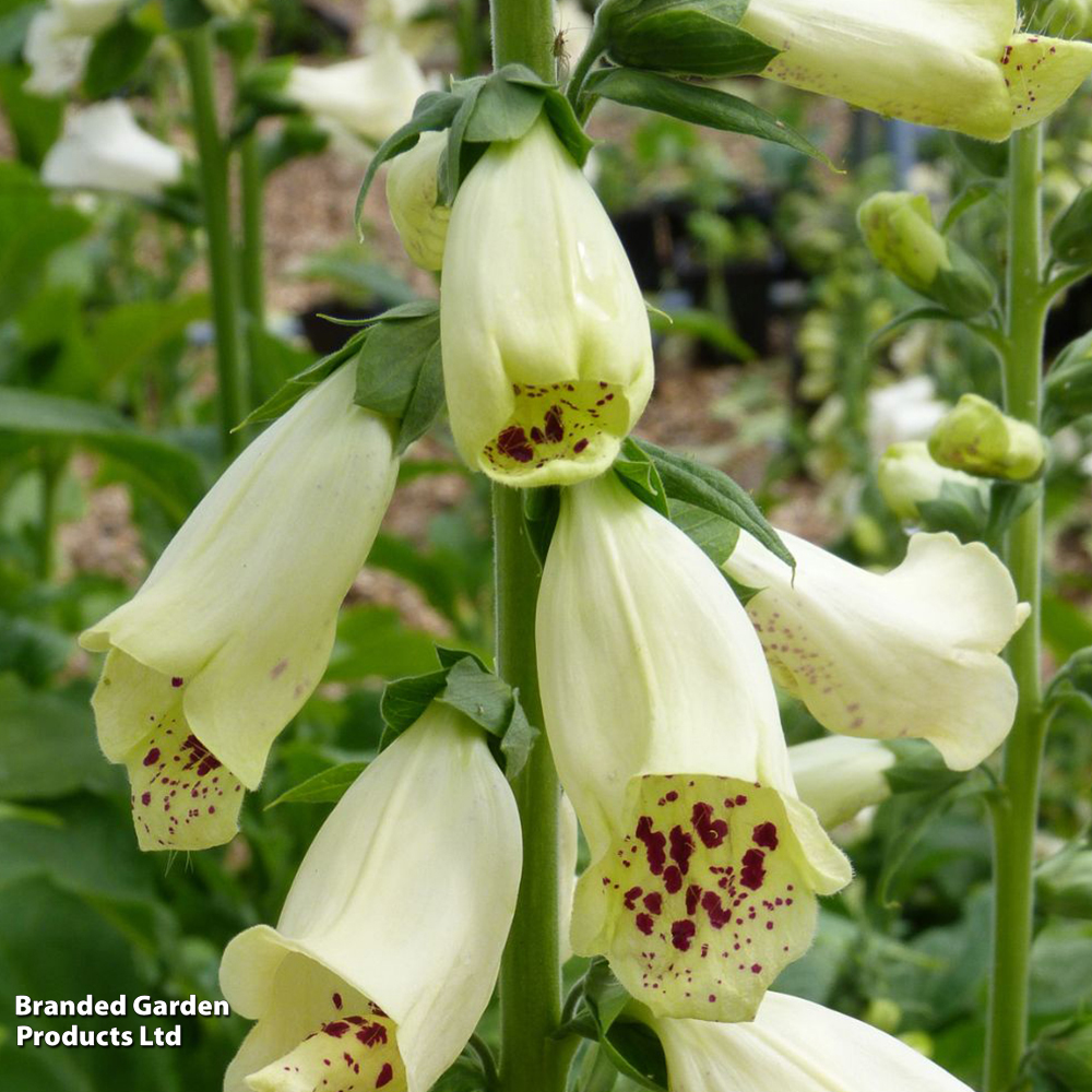 Foxglove 'Dalmatian Cream' image