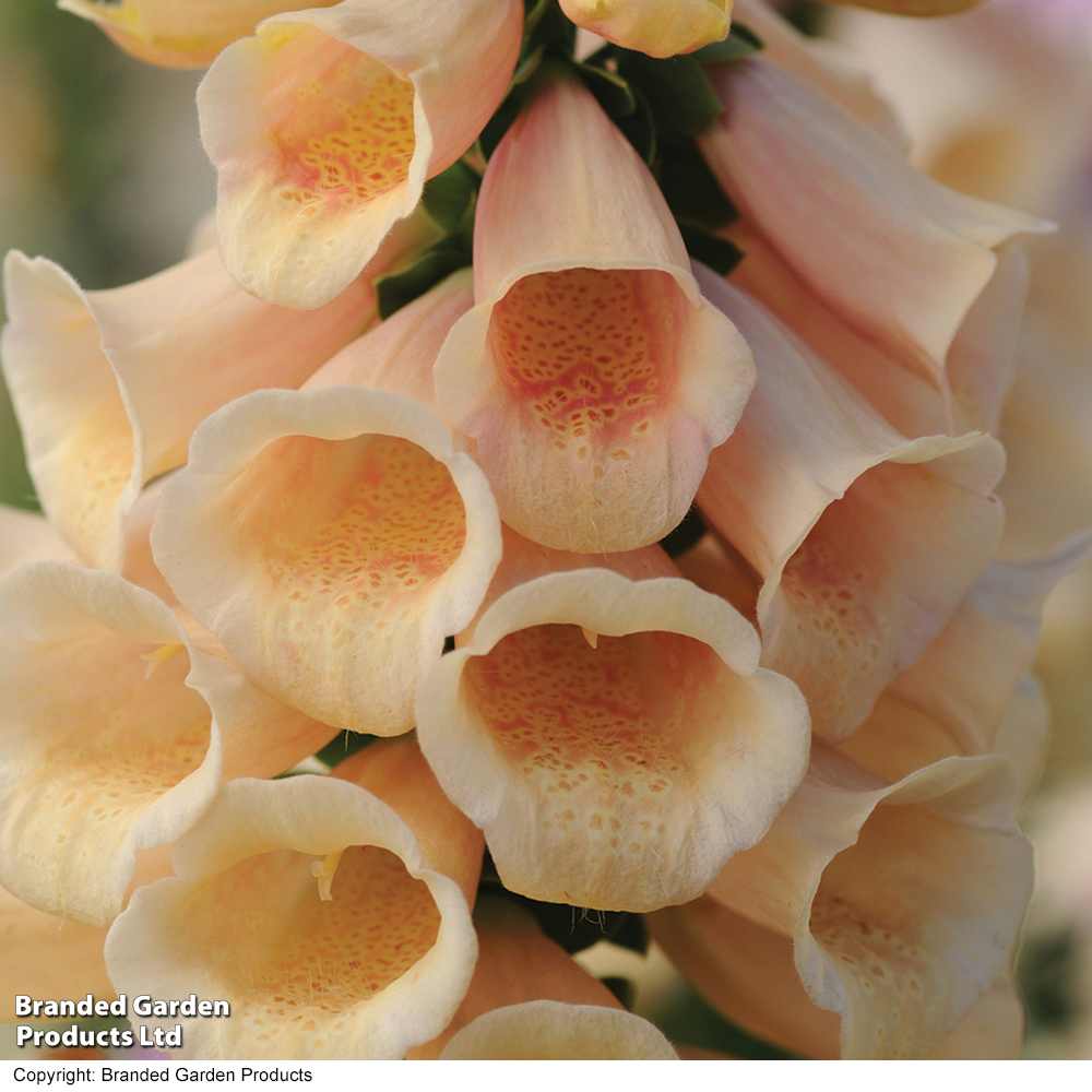 Foxglove 'Dalmatian Peach' image