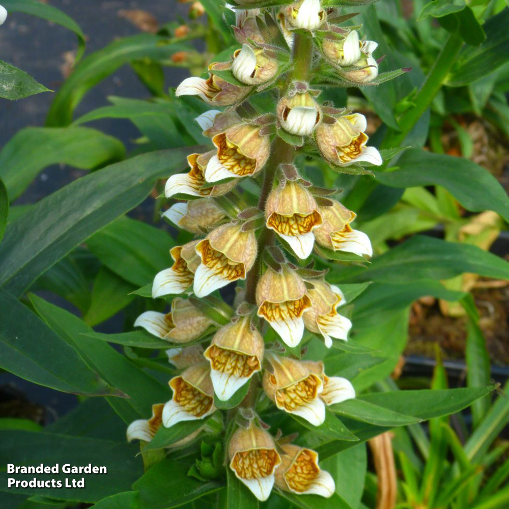 Foxglove lanata image