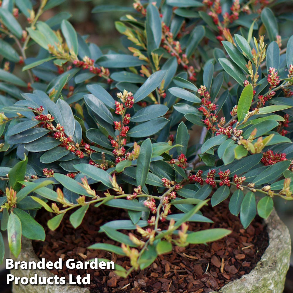 Distylium myricoides 'Blue Cascade' image