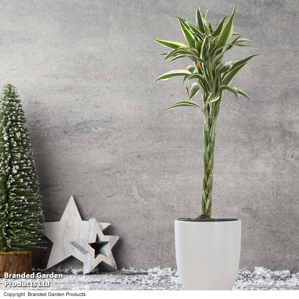 Dracaena surculosa 'Twisted Stem' - Gift image