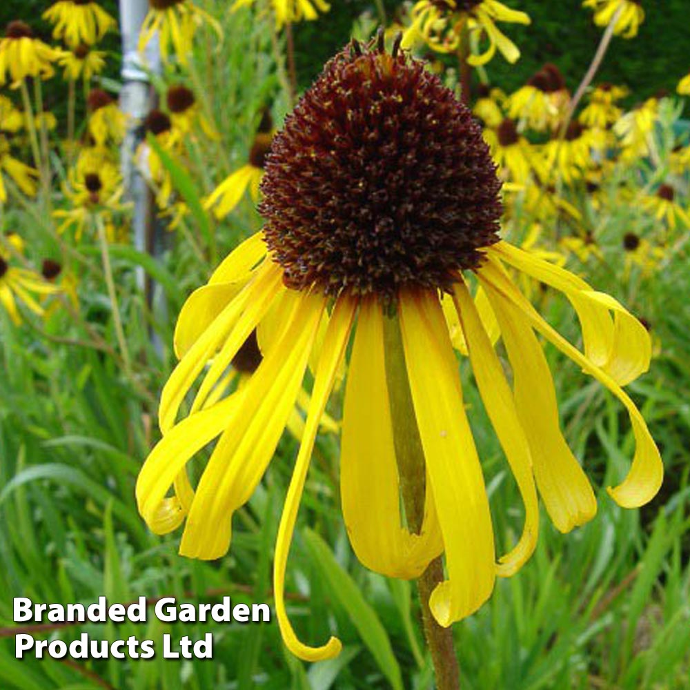 Echinacea Paradoxa image