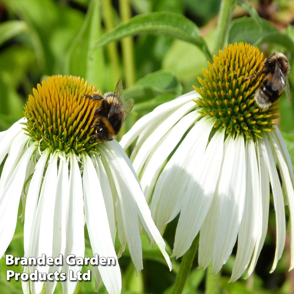 Echinacea purpurea 'Alba' image