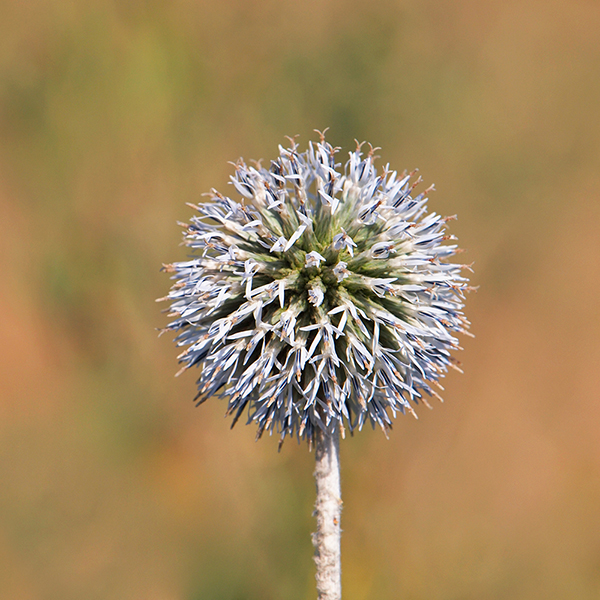 Echinops spaerocephalus 'Arctic Glow' image