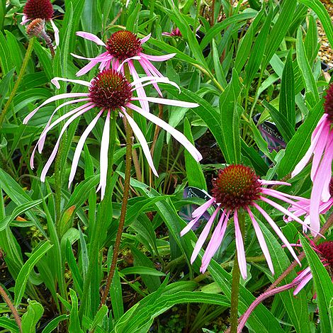 Echinacea Pallida image