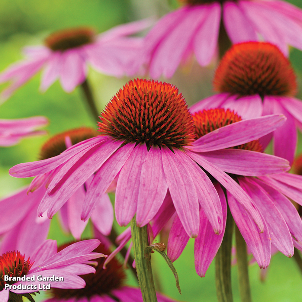 Echinacea 'Nectar Pink' image