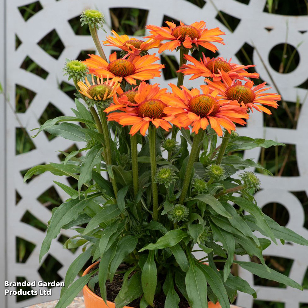 Echinacea 'Prima Saffron' image