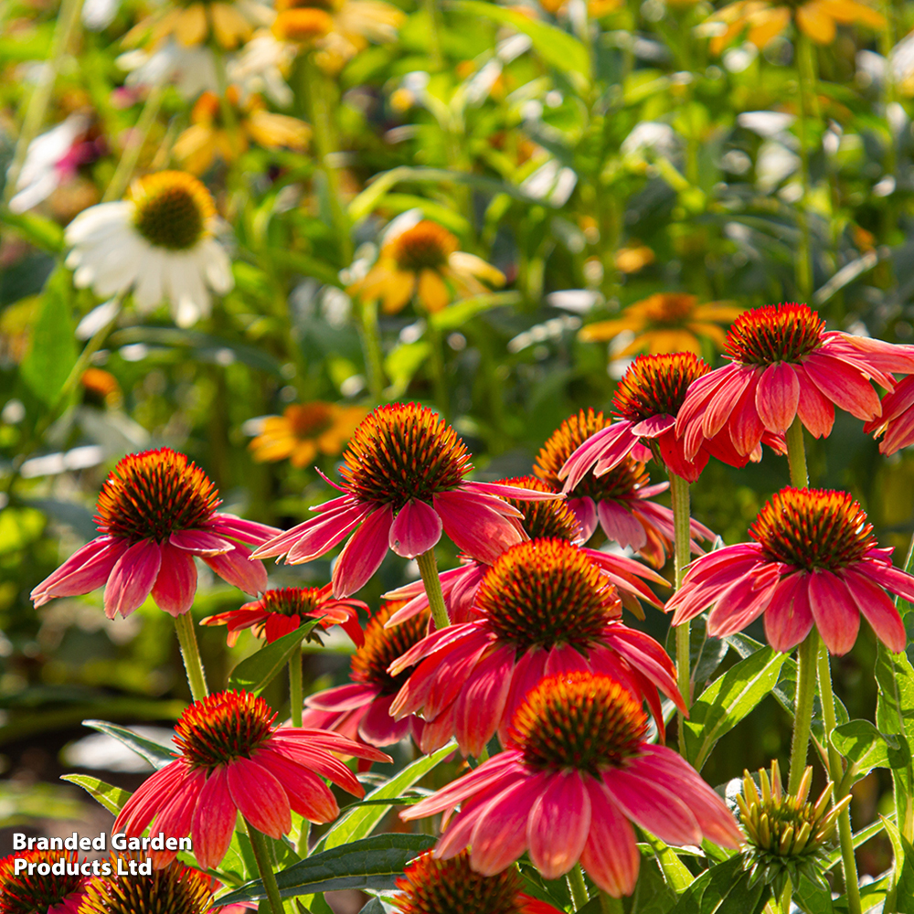 Echinacea 'Red Coneflower' image