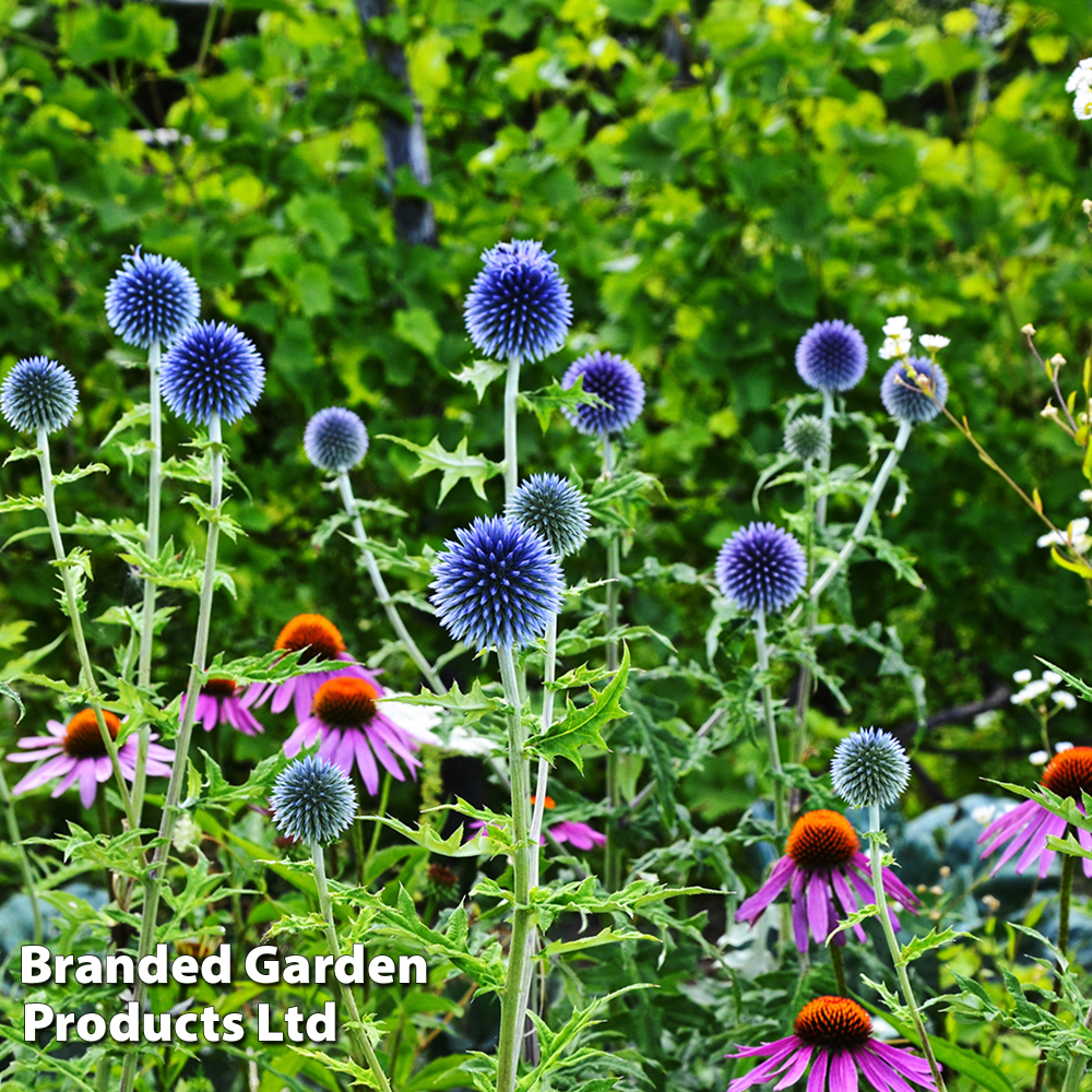 Echinops Ritro image