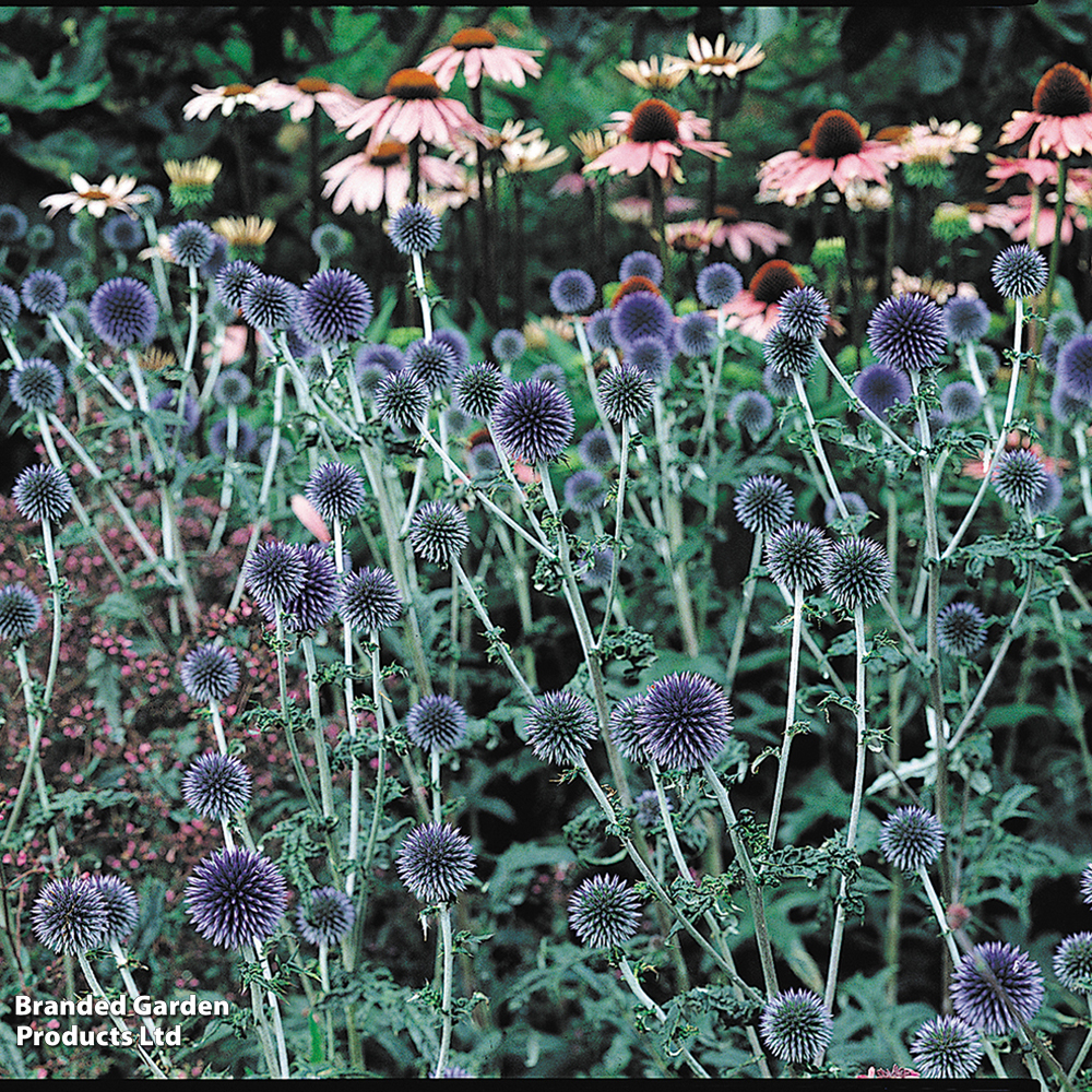 Echinops bannaticus 'Taplow Blue' image