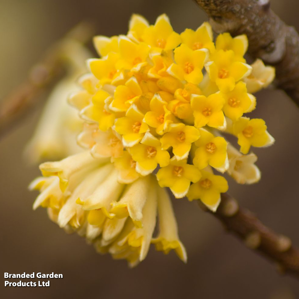 Edgeworthia chrysantha image