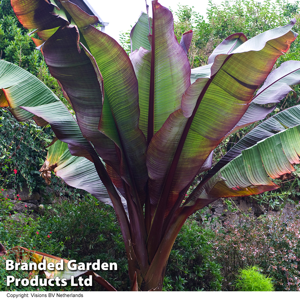 Ensete 'Ethiopian Black Banana' image