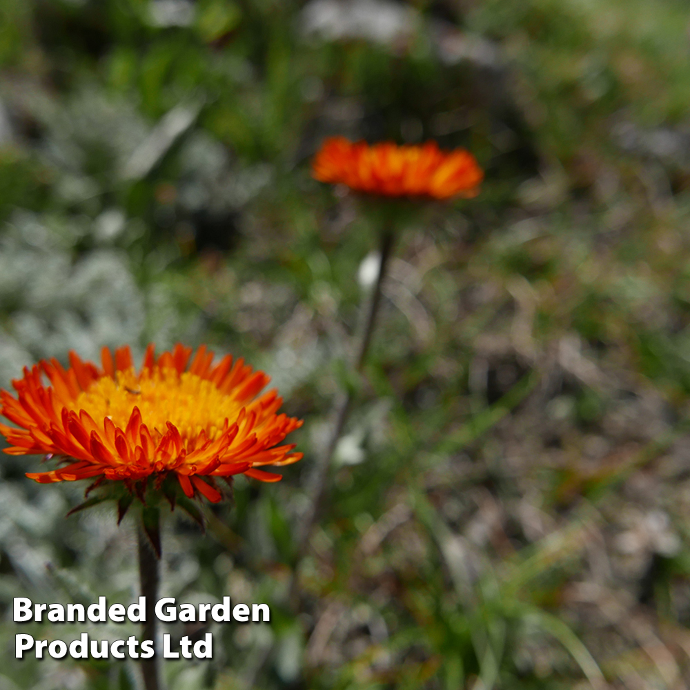 Erigeron aurantiacus image